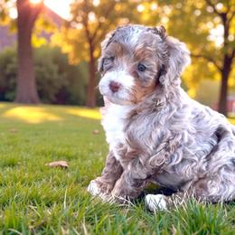 Dancer - Chocolate merle male Bernedoodle puppy in Pueblo, Colorado from Doodles of the Rockies