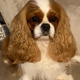 Sarah - Cavalier King Charles Spaniel