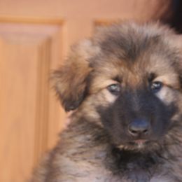 Shiloh Shepherd Puppies from Solace Shilohs