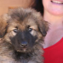 Shiloh Shepherd Puppies from Solace Shilohs