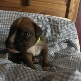 Green boy - Fawn Boxer puppy in Center Hill, Florida from Rogers Farm’s Beloved Boxers