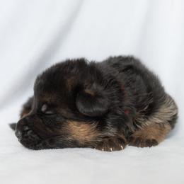 German Shepherd Puppies from Uinta Mountain Shepherds