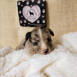 F Pup 1 - Blue merle female Aussiedoodle puppy in Logansport, Indiana from Sandy Hill Farm Aussies, LLC