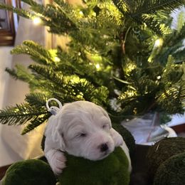 Luna - White female Bichon Frise puppy in Gresham, Oregon from Lyudmyla Loves Puppies