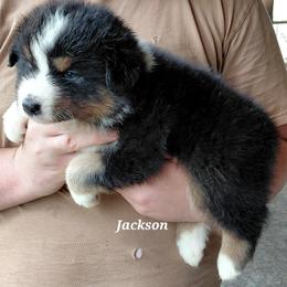 JACKSON - Black tri-color male Australian Shepherd puppy in Elk Creek, Missouri from Hearts on Fire Australian Shepherds
