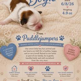 White collar - Gold and white male Shih Tzu puppy in Walterboro, South Carolina from Puddlejumpers