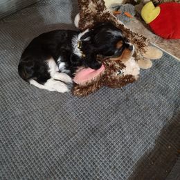 Cavalier King Charles Spaniel Puppies from God's Designs Cavaliers