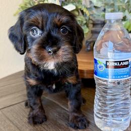 Coco - Black and tan female Cockapoo puppy in Roseville, California from Darby Park Doodles