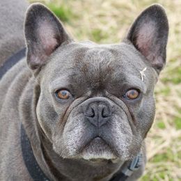 French Bulldogs from Diamond Dreams Kennel