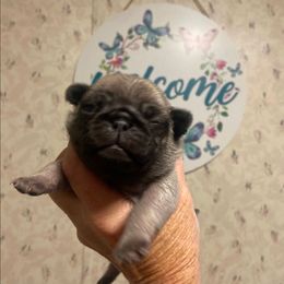 Boy 2 - Fawn male Pug puppy in Olin, North Carolina from Piggy Pugs