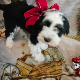Happy - Black brown and white male Tibetan Terrier puppy in Dorena, Oregon from West Coast Tibetans