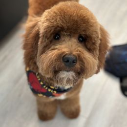 Bernedoodle and Goldendoodle All Grown Up from Country Hills Doodles