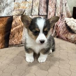 Girl 3 - Black and tan female Pembroke Welsh Corgi puppy in Visalia, California from VIP Stables