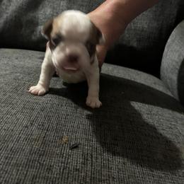 Anna - Red female Boston Terrier puppy in Pierceton, Indiana from Deb's Boston Terriers