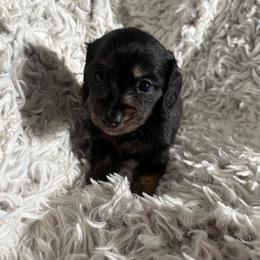 Girl 3 - Black and tan female Dachshund puppy in Hindsville, Arkansas from Okie Dokie Doxie