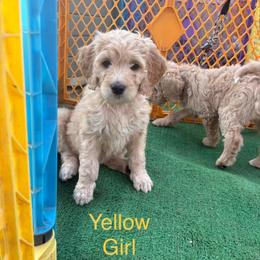 Daisy - Golden female Double Doodle puppy in El Cajon, California from Calibear Doodles