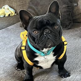 Harley - French Bulldog