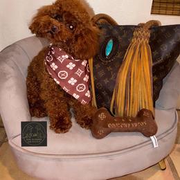 Louie - Poodle