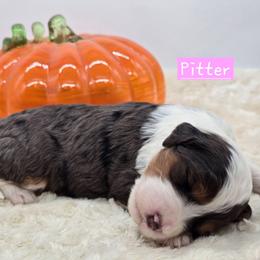 Pitter - Blue merle female Bernedoodle puppy in Neillsville, Wisconsin from Granton Creek