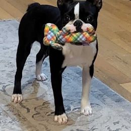 Boy 2 - Black brindle and white Boston Terrier puppy in Friendship, Arkansas from Furrhill's Boston Terriers