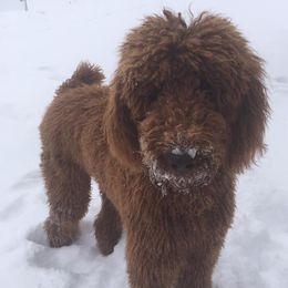 Poodles from Diamond Oaks Retrievers