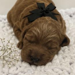 Oliver black bow - male Goldendoodle puppy in Waskom, Texas from Pearls & Curls doodles & poodles