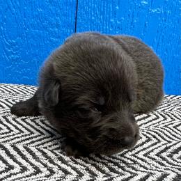 Boy1 - Gray male German Shepherd puppy in Sharon Grove, Kentucky from Julie’s Shepherds