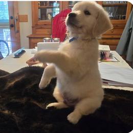 Boy 1 - male Golden Retriever puppy in Sparta, Tennessee from Poso Creek Corgis