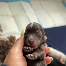 Miniature Schnauzer Puppies from Enchanted Paws
