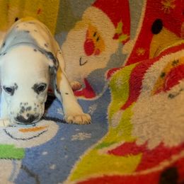 Glinda - White and black female Dalmatian puppy in Las Vegas, Nevada from 101 Dew Dream Valley Dalmatians