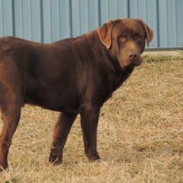 Brooks - Labrador Retriever