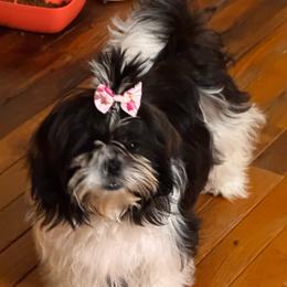 Charlotte - Shih Tzu