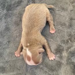 Randolph - Lilac male Boston Terrier puppy in Brick Township, New Jersey from Nettles Nuggets