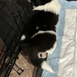 Border Collie Puppies from Roaring River Border Collies