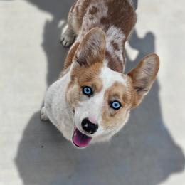 Pembroke Welsh Corgi puppies from Bell S Ranch