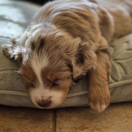 Todd - Red tri male Miniature Australian Shepherd puppy in Harker Heights, Texas from Comfy Cozy Kennel