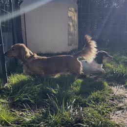 Moose - Dachshund