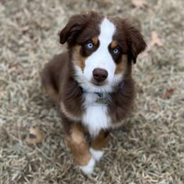 Miniature Australian Shepherd Puppies from Aussies Acre