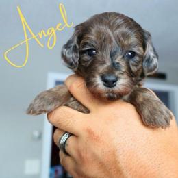 Angel - Merle female Goldendoodle puppy in Enfield, Connecticut from Sweet Connecticut Doodles