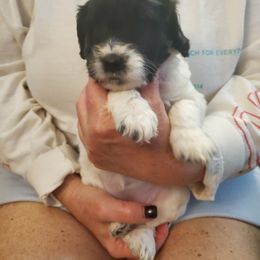 Cockapoo and Poodle Puppies from FurEver Young Kennels