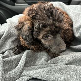 Blanche - Sable female Poodle puppy in Burien, Washington from South Sound Doodles