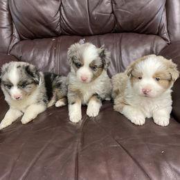 Aussiedoodles, Bulldogs, and Miniature American Shepherds from Myers Desert Doodles