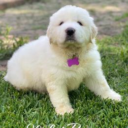 Violet Boy - White male Great Pyrenees puppy in Red Bluff, California from River's Bend Walnut Orchard