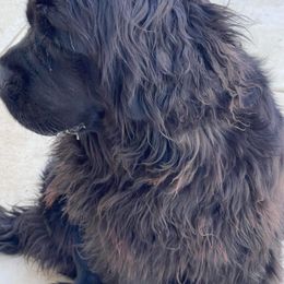 Violet - Newfoundland