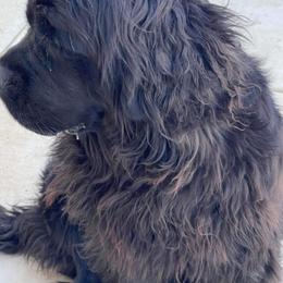 Violet - Newfoundland