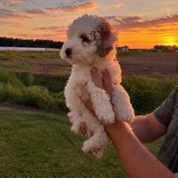 Maggie - Parti female Goldendoodle puppy in Farmville, North Carolina from The Farmers Doodle