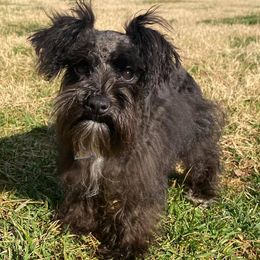 Miniature Schnauzers from Carolina Legacy Miniature Schnauzers