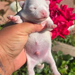 Asher - White male Chihuahua puppy in Amity, Pennsylvania from Baxters Chihuahuas