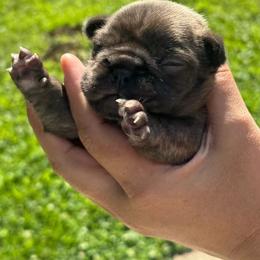 French Bulldog Puppies from jack & Ruby's Frenchies