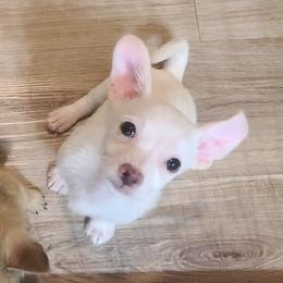 Arthur - White male Chihuahua puppy in Mesa, Arizona from Sun Valley Malinois